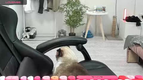 Alis online show from 15, 12, 2025