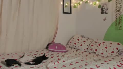           online show from 29, 12, 2024