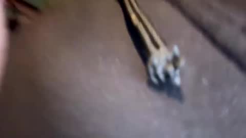 Jamesy online show from 17, 1, 2025