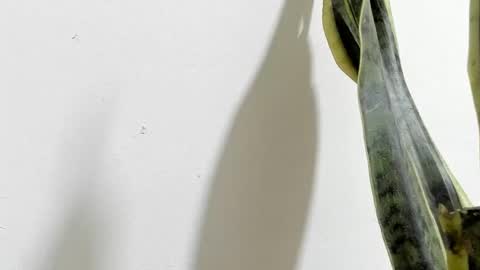 Snapshot of anapakerman chatting on 16, 2, 2025 Ana Pakerman online show from 16, 2, 2025