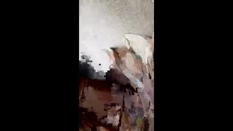 andresvm4796 online show from 25, 4, 2026