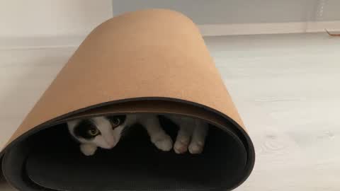 N  antics online show from 12, 10, 2025