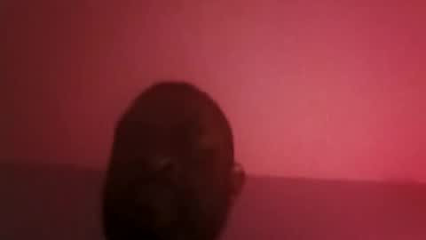 assetr69aldy online show from 19, 4, 2026