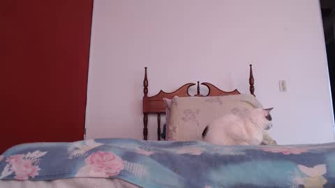 bayonette_black online show from 4, 10, 2025