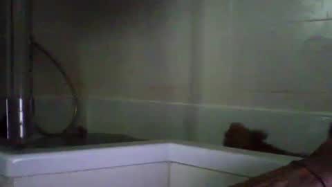 Snapshot of bibipheuck chatting on 21, 4, 2026 bibipheuck online show from 21, 4, 2026