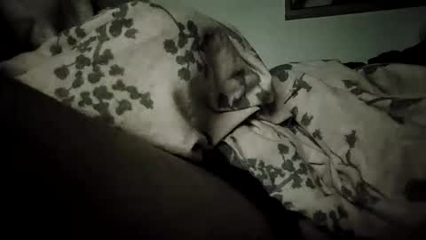 Bomberto online show from 19, 2, 2026