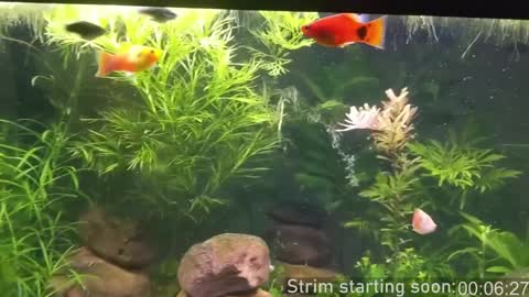 Booker Baxton online show from 10, 12, 2024