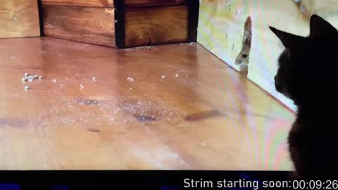 Booker Baxton online show from 14, 12, 2024