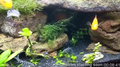 Booker Baxton online show from 4, 1, 2025