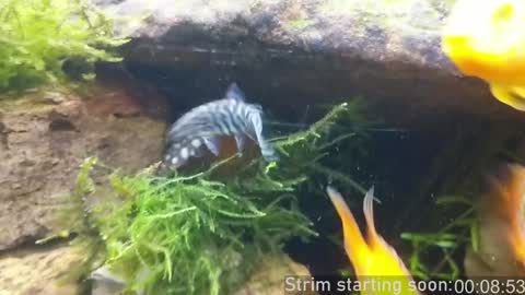 Booker Baxton online show from 10, 1, 2025