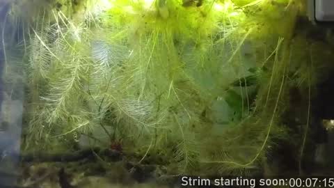 Booker Baxton online show from 15, 1, 2025