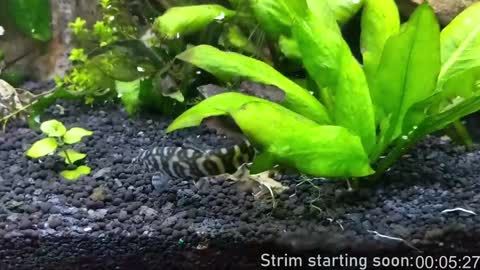 Booker Baxton online show from 18, 1, 2025