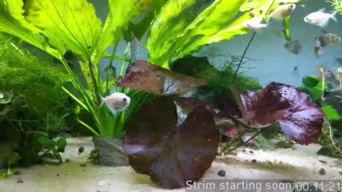 Booker Baxton online show from 23, 1, 2025