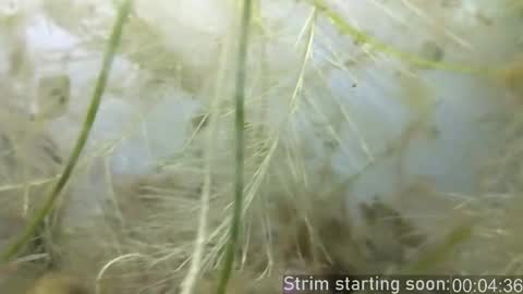 Booker Baxton online show from 25, 2, 2025