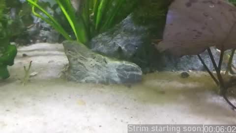 Booker Baxton online show from 12, 3, 2025