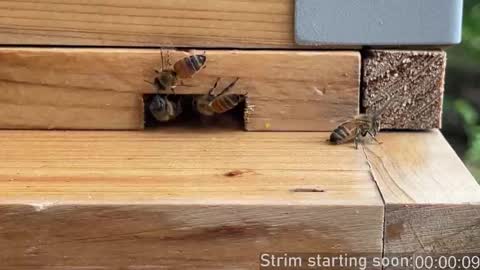 Booker Baxton online show from 26, 9, 2025