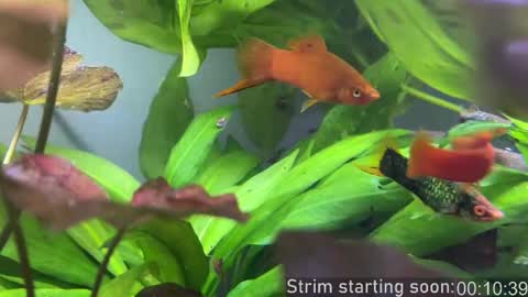 Booker Baxton online show from 28, 10, 2025