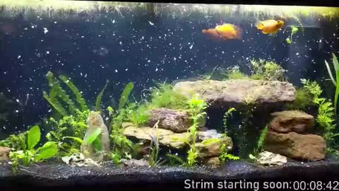 Booker Baxton online show from 29, 10, 2025