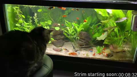 Booker Baxton online show from 5, 12, 2025