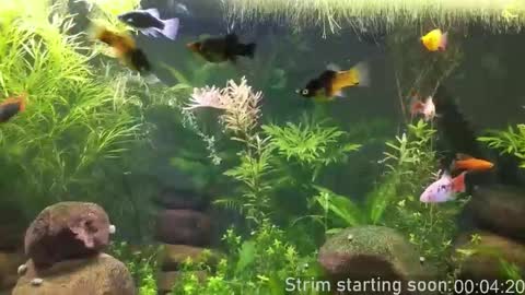 Booker Baxton online show from 4, 2, 2026