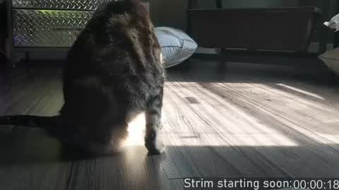 Booker Baxton online show from 21, 4, 2026