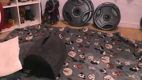 Snapshot of bouncinbooty chatting on 10, 4, 2026 Pumpkin Butt online show from 10, 4, 2026