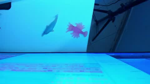 Snapshot of britanny_jones1 chatting on 29, 6, 2026 B R I T A N N Y online show from 29, 6, 2026