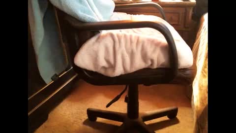 Cashew online show from 25, 12, 2024