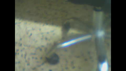 castells online show from 24, 3, 2026