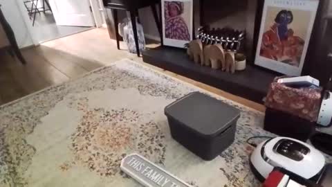 Bakewell Trixie  online show from 9, 2, 2026