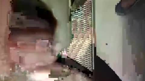 chinacock_16cm online show from 8, 8, 2026