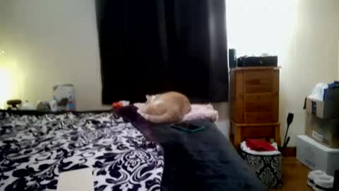 ChinaCove online show from 31, 1, 2026