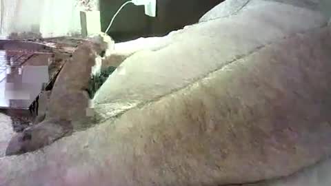 cv79brctba online show from 29, 10, 2025