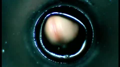 damdam44 online show from 13, 1, 2025