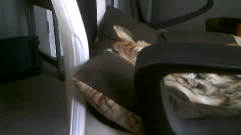 Snapshot of dazzle68 chatting on 29, 6, 2026 Dazzle68 online show from 29, 6, 2026