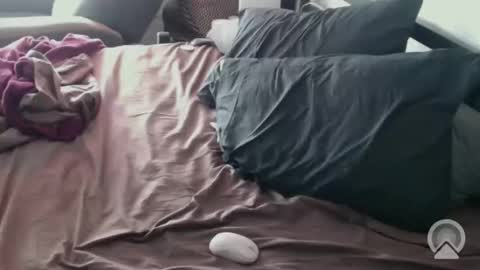 DCTeamFucker online show from 14, 2, 2026