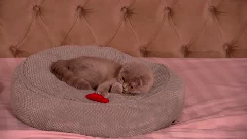 Ela online show from 12, 1, 2026