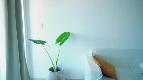 Donatella online show from 26, 3, 2026