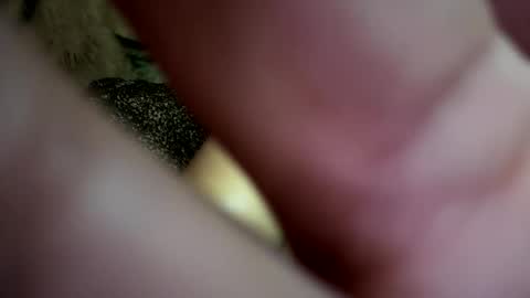 dove_love22 online show from 21, 11, 2025