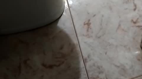 dthedog12 online show from 30, 10, 2025