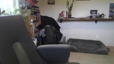 Snapshot of elephantfox chatting on 22, 2, 2026 fox online show from 22, 2, 2026