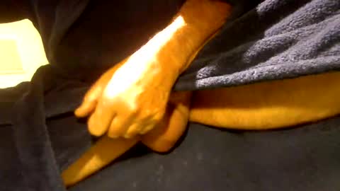 fastoys aka ...what ever.. online show from 19, 3, 2026