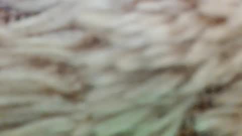 Snapshot of fullyfashionednylonlover chatting on 2, 3, 2026 fullyfashionednylonlover online show from 2, 3, 2026