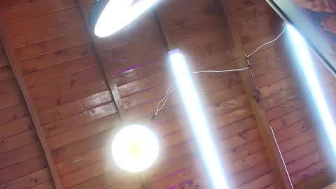 gabriela online show from 1, 10, 2025