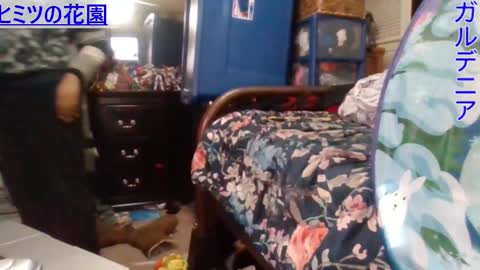 Snapshot of gardeniaspear chatting on 24, 12, 2024 Gardenia online show from 24, 12, 2024