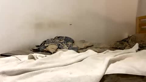 Goldmedal online show from 15, 1, 2026