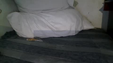 harry1cannary online show from 13, 1, 2026