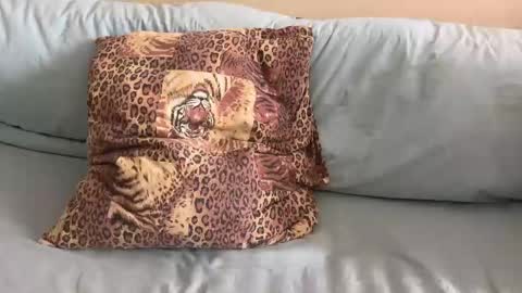 havedream1m online show from 10, 2, 2026