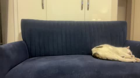 Snapshot of hoplonger chatting on 6, 3, 2026 hoplonger online show from 6, 3, 2026