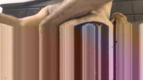 hornyboy_01z online show from 11, 9, 2025